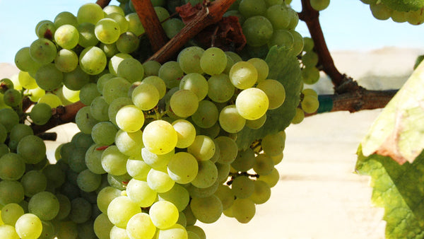 Chardonnay: De Koningin van Witte Wijnen