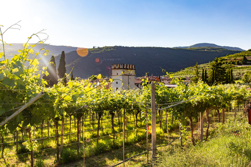 Italiaanse wijnen: een uitstekende keuze voor fijnproevers