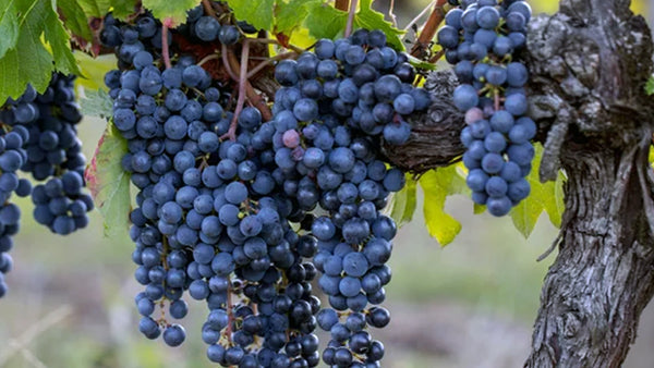 Merlot: De Elegante Verleider onder de Wijnen