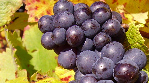 Pinot Noir: De Intrigerende Diva onder de Druivensoorten