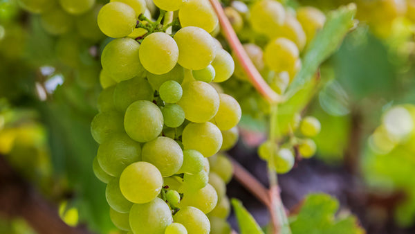 Sauvignon Blanc: Sprankelende Meesterwerk van Witte Wijnen