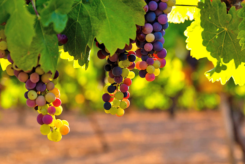 Over druiven en druivensoorten
