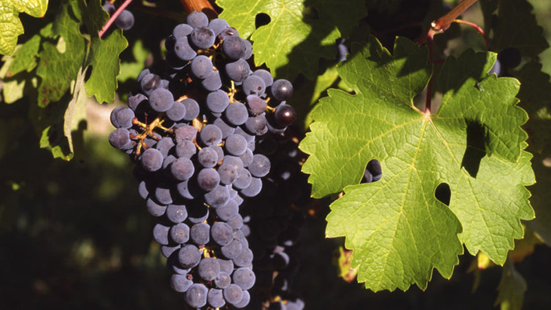 Cabernet Sauvignon: de koningin van rode wijnen