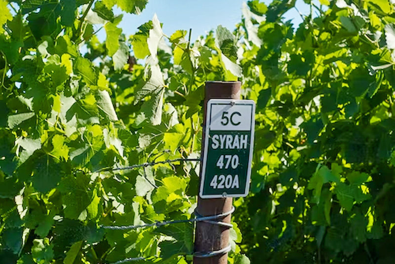 Syrah versus Shiraz: wat is het verschil